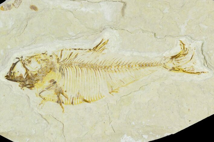 Bargain, Fossil Fish (Diplomystus) - Green River Formation #120688